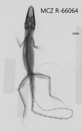 Media type: image;   Herpetology R-66064 Aspect: dorsoventral x-ray